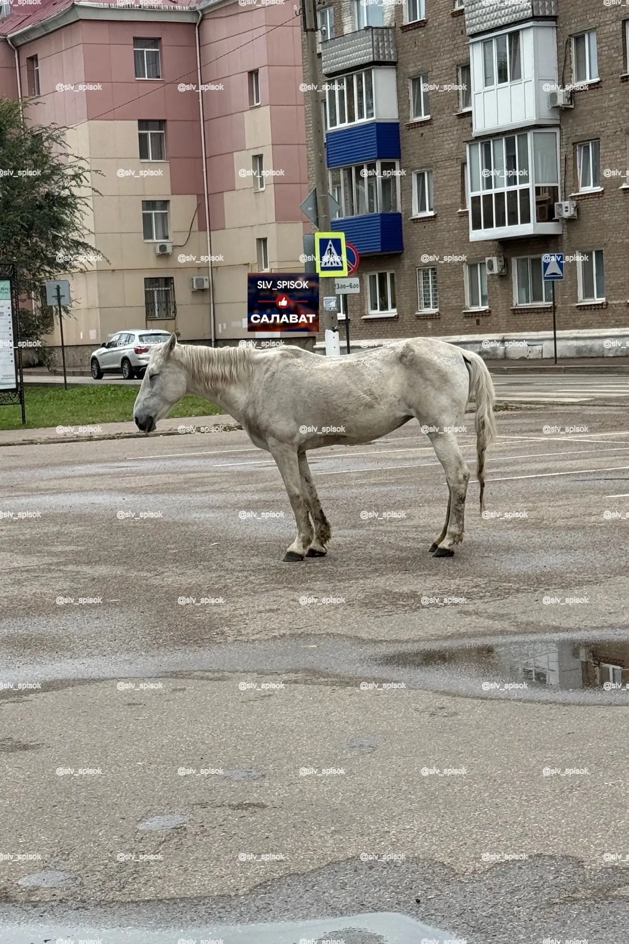 Возле территории городского парка второй день находится лошадка. Может кто-то знает хоз...