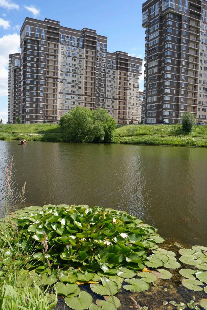 Наш Заводской пруд сейчас украшают чудесные нимфеи (в простонародье — кувшинки). Свое научное назван