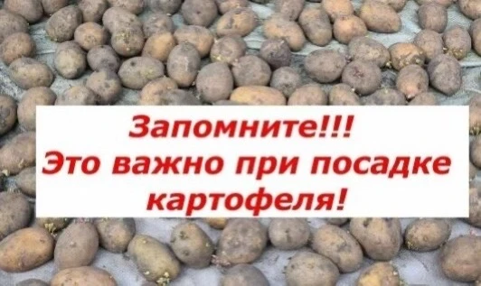 🥸Сажаем картофель по всем правилам.