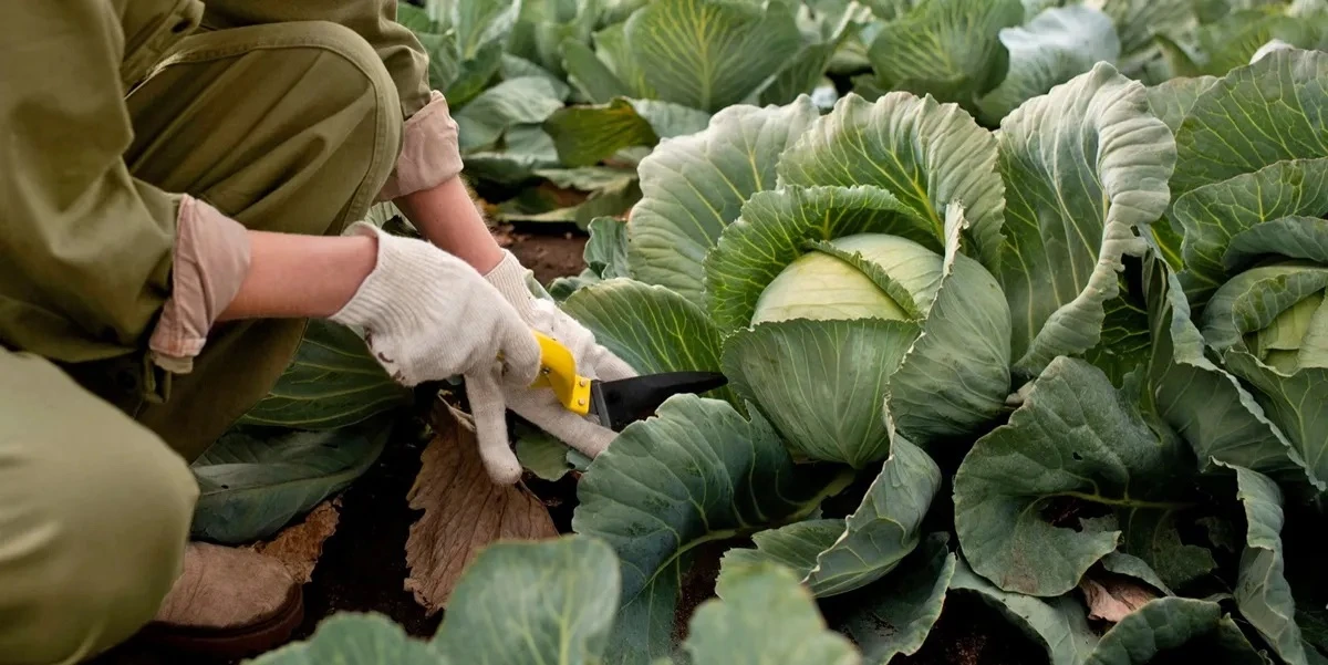 🥬 «Магнит» круглый год будет собирать капусту в Дагестане