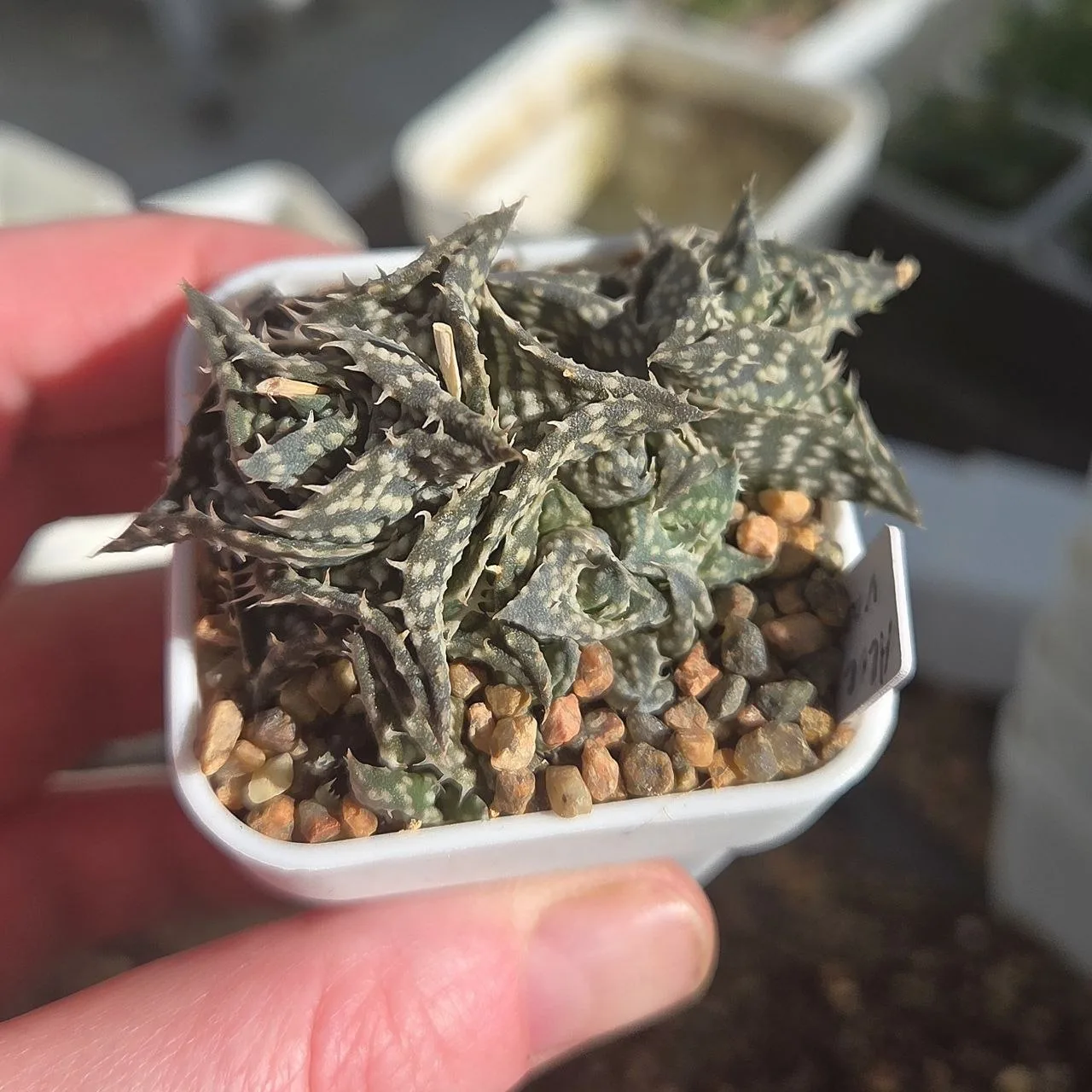 Самое маленькое алоэ - Aloe descoingsii 😘