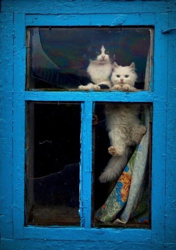 Сидят, как важные министры,