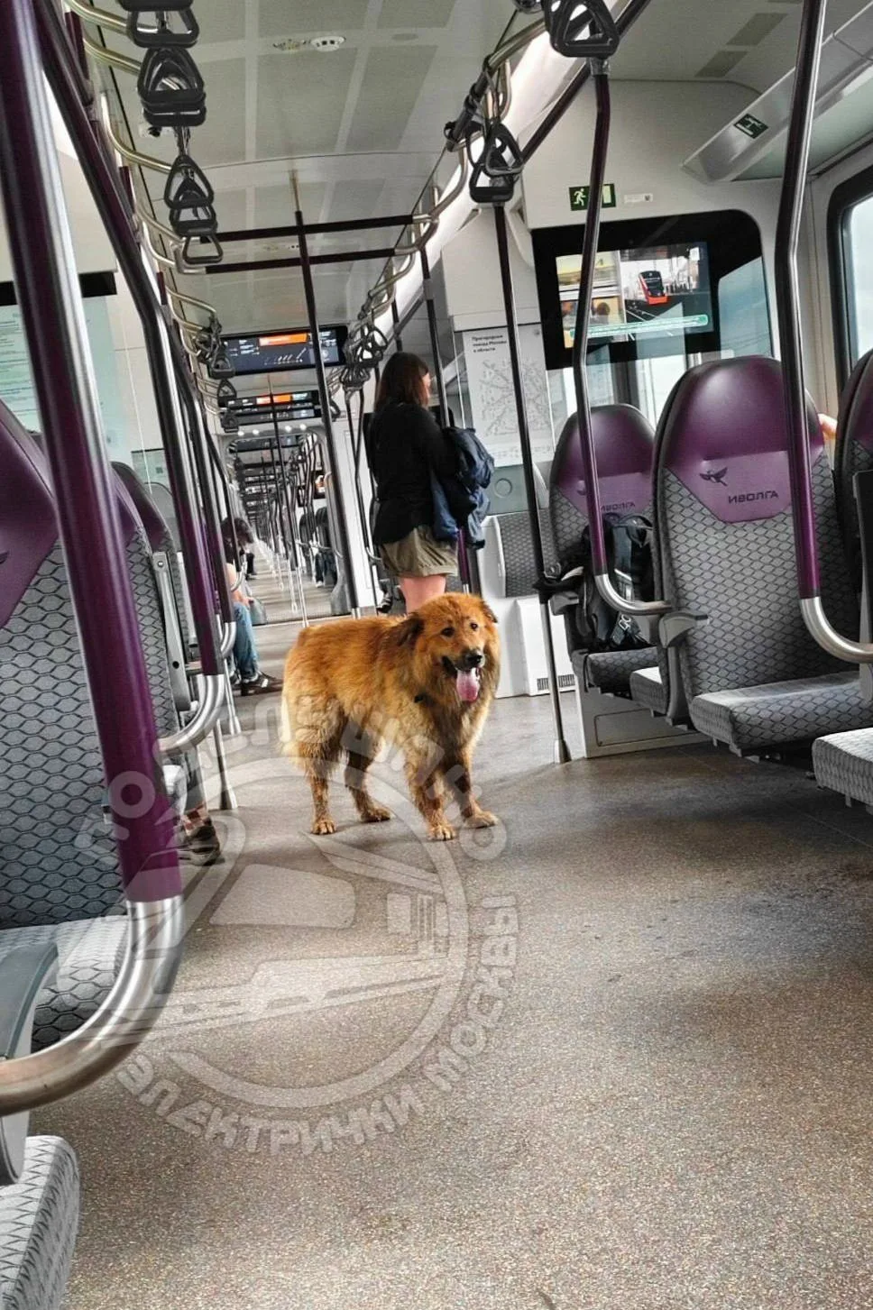 🐶 Четвероногий пассажир ищет хозяев: собака потерялась на МЦД-3

На маршруте Панки — Раменское заме