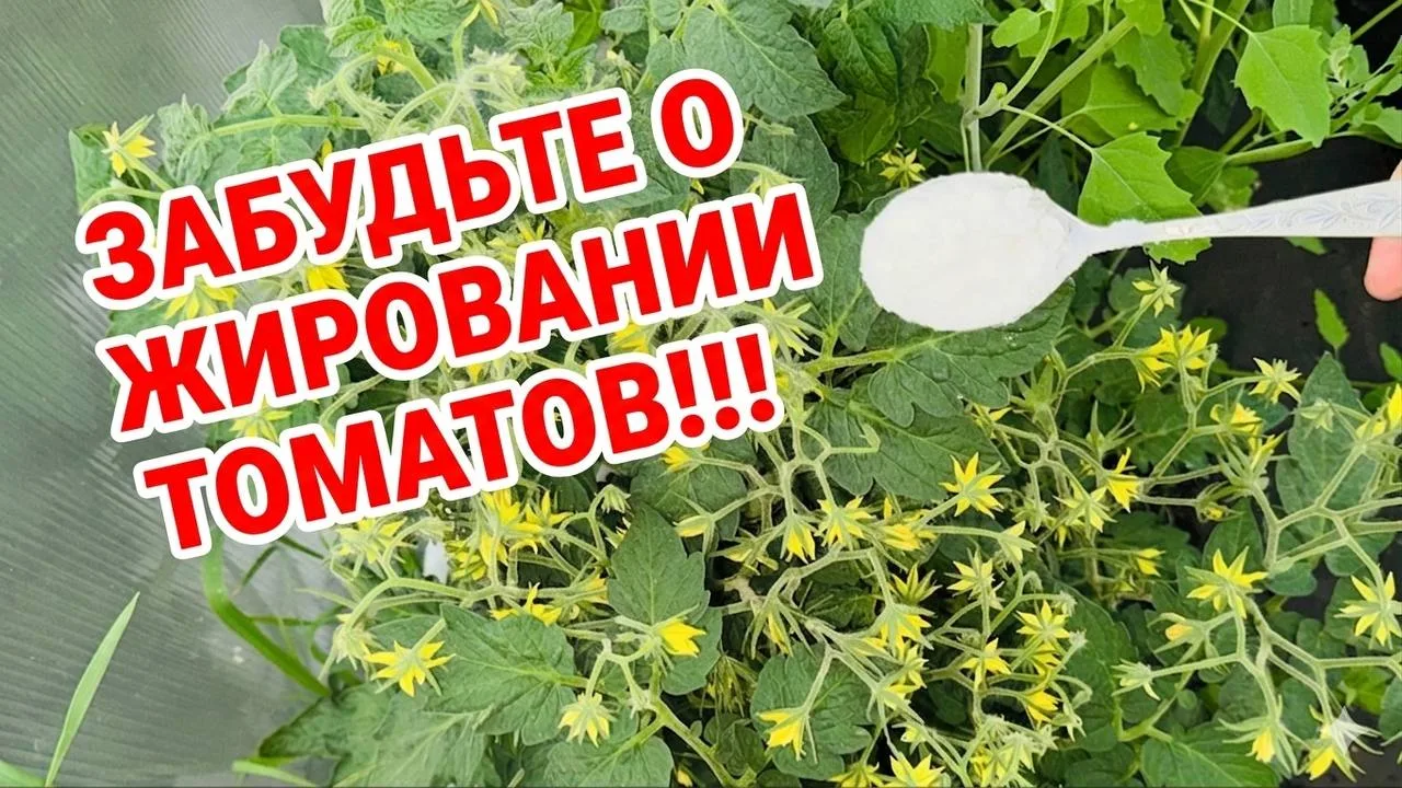 КАК СПАСТИ ТОМАТЫ ОТ ЖИРОВАНИЯ?

1. Просушиваем хорошо грунт. 

2. Убираем нижнюю листву, до первой 