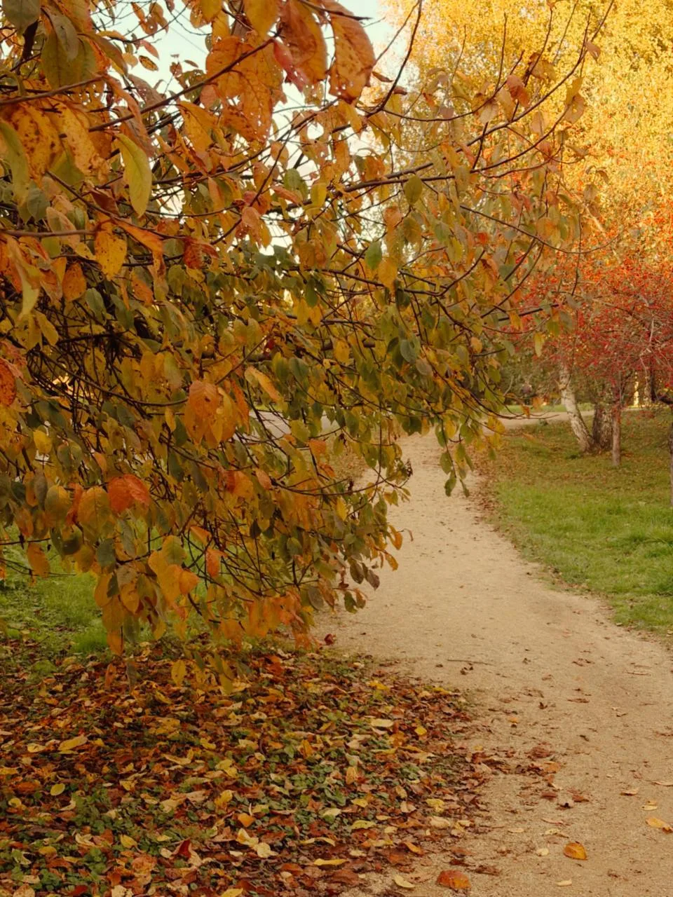 Золотая осень в Татышев-парке 🍂