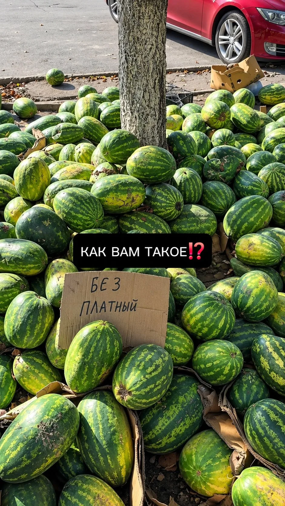 В ГОРОДЕ ЗАМЕЧАНА БЕСПЛАТНАЯ АКЦИЯ С АРБУЗАМИ🍉🍉🍉