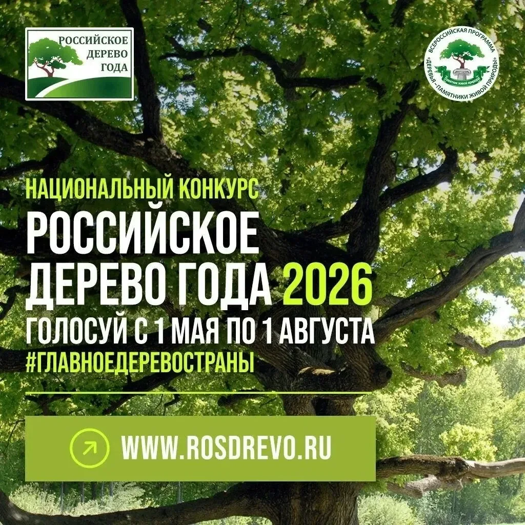 Камчатцев приглашают проголосовать за тополь на Карымшине в конкурсе «Российское дерево...