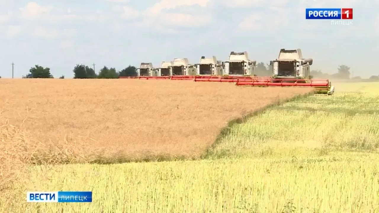 Уборка рапса стартовала в Липецкой области