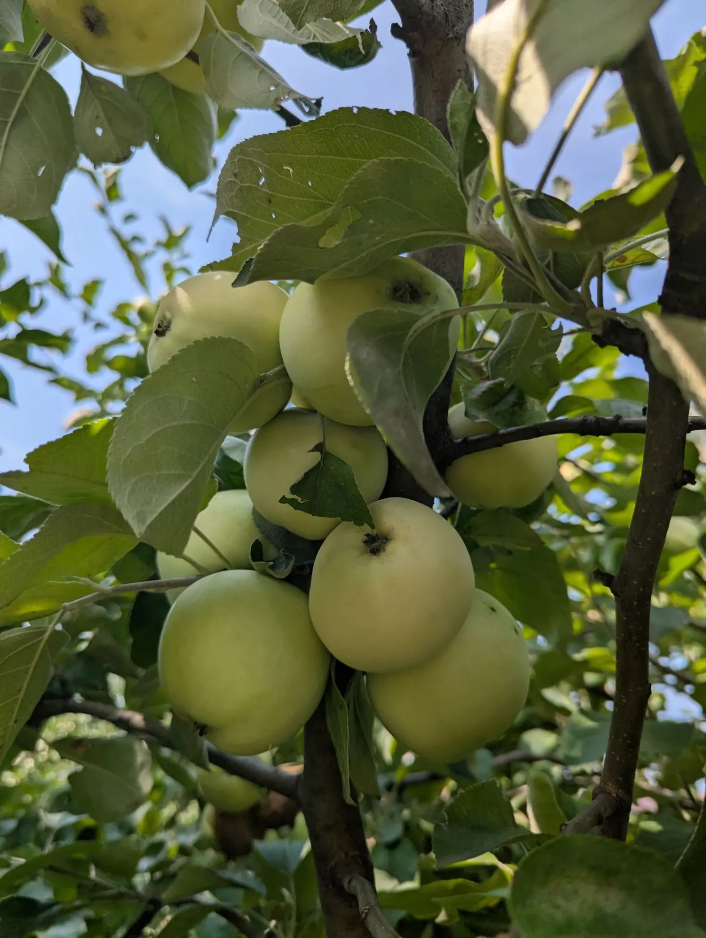 Бүген алма җыябыз 🍏🍏🍏
Быел бездә алма күп түгел, яшь алмагачлар гына эшли, калганнары ял итә. Бу 