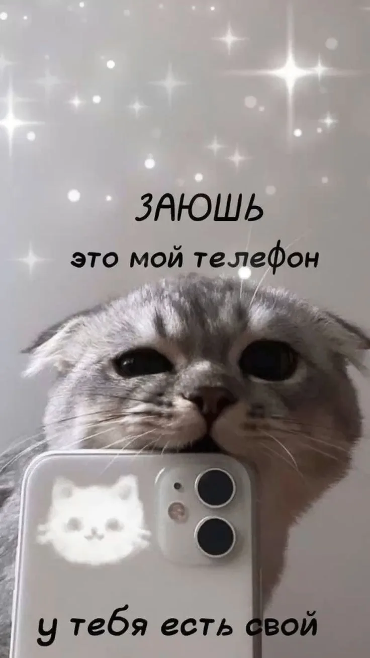 Обои с мемными котами 😂
