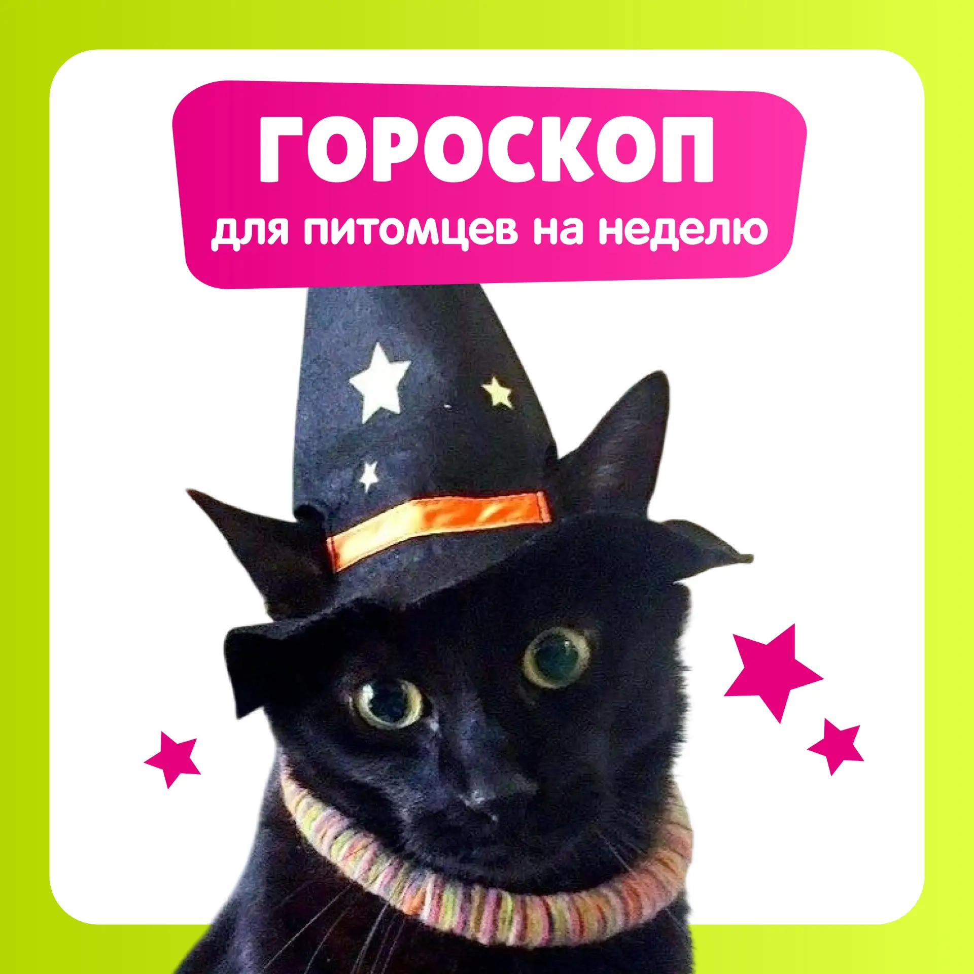 🔮 Гороскоп для питомцев на эту неделю уже готов!

Кому-то звёзды обещают судьбоносную встречу с пал
