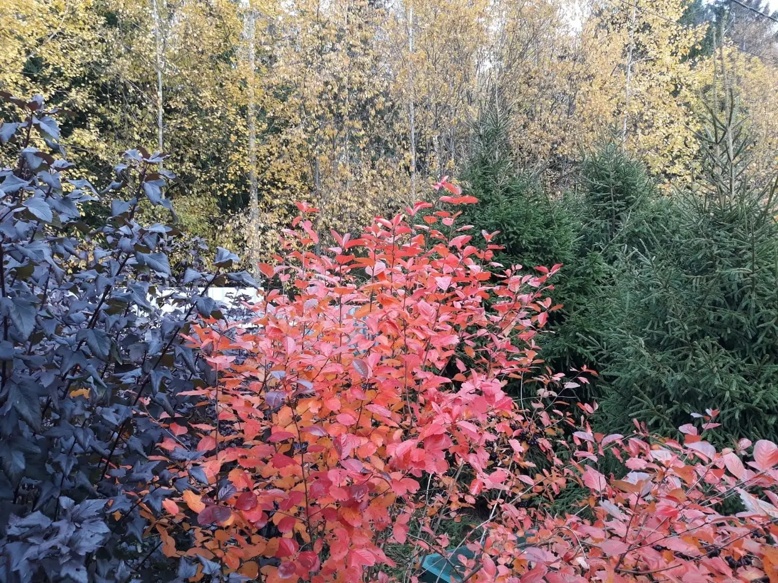 Краски осени.