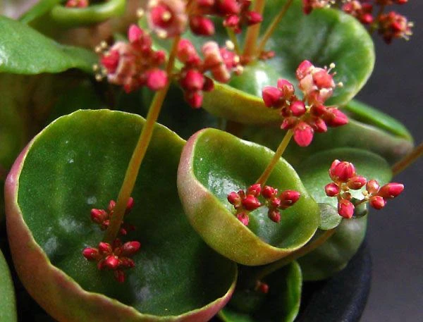 🪴 Крассула зонтичная "Винный кубок"  Толстянка, известная как крассула зонтичная, получила свое назв