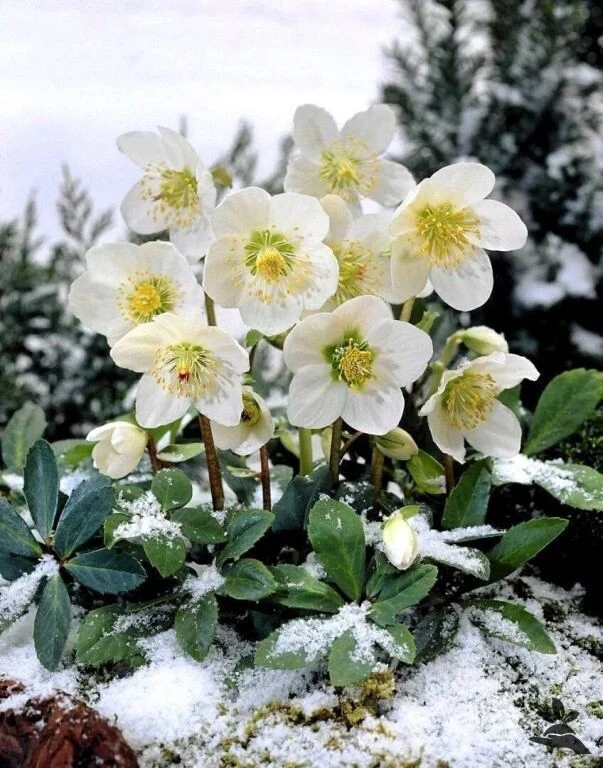 🌸❄ Морозник — ранний цветок весеннего сада