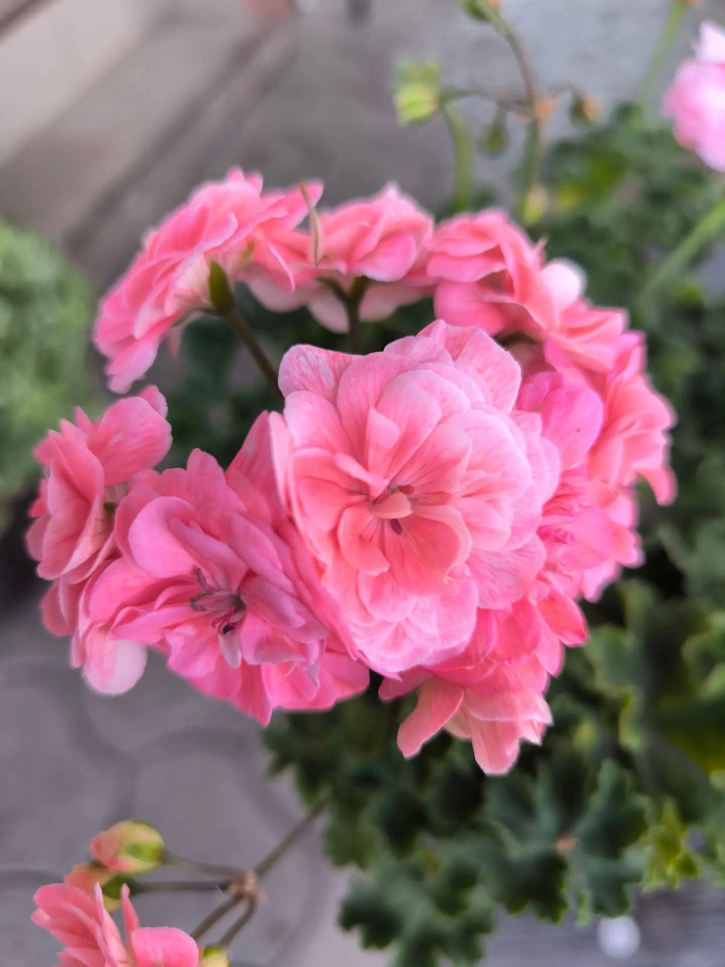 Три пеларгонии, которые запоминаются с первого взгляда🌸