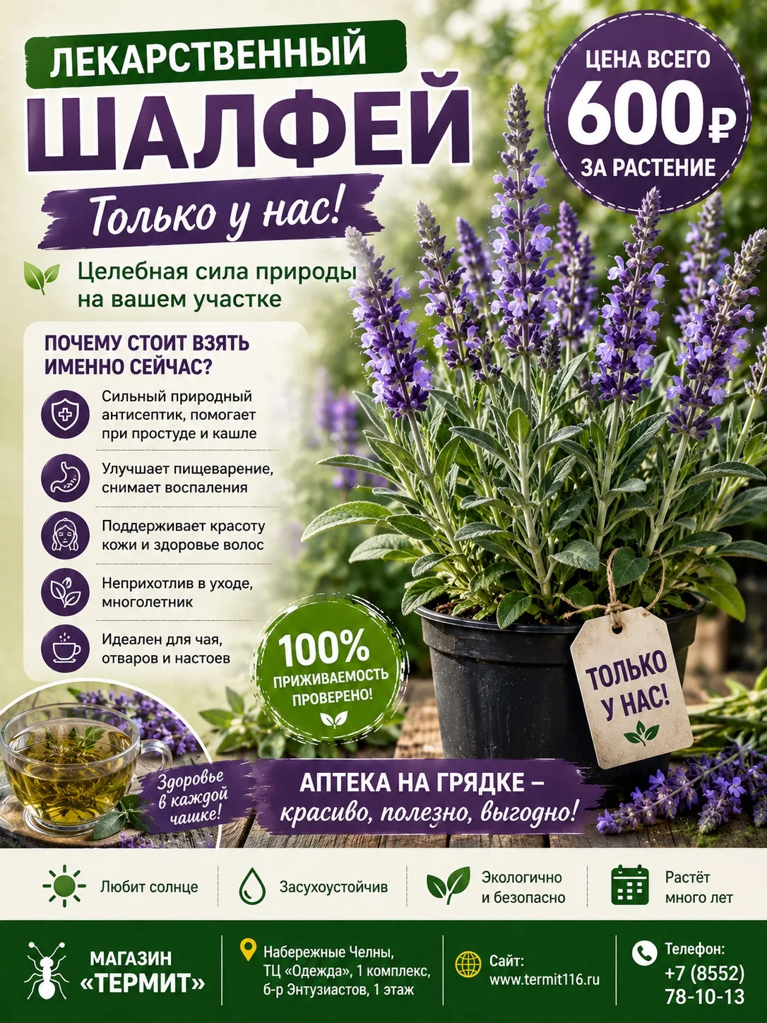 «Термит»: Шалфей лекарственный — природный доктор для каждого! 🌿💚

Друзья, поступил шалфей лекарст