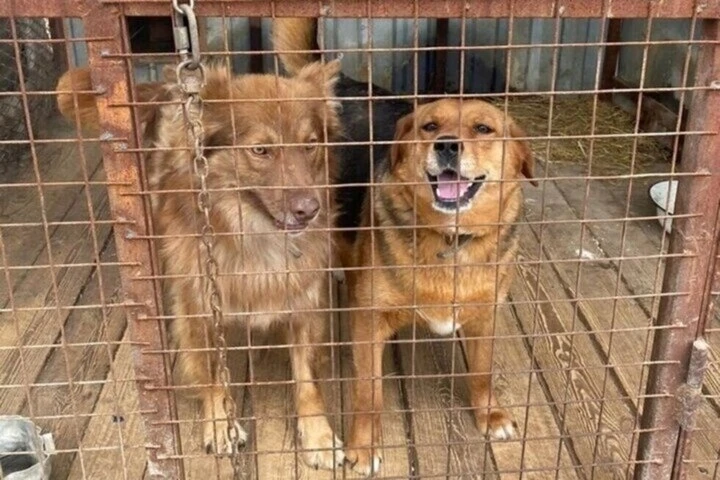 В Саратовской области увеличено число бездомных животных, которых собираются отловить в 2026 году. П
