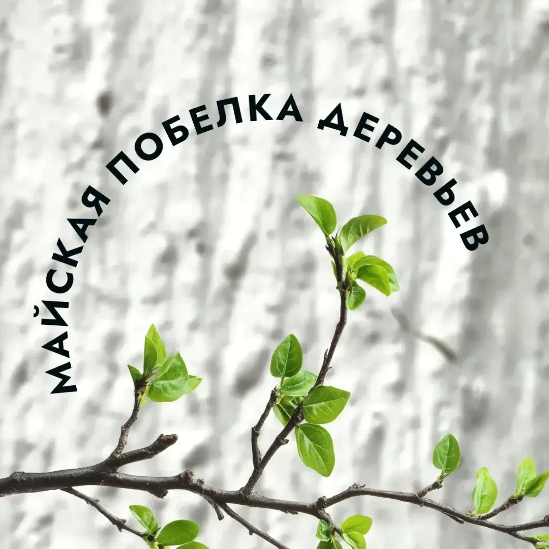 🌳В Чебоксарах проходят работы в рамках майской побелки деревьев   🌿 Обработка стволов деревьев в это
