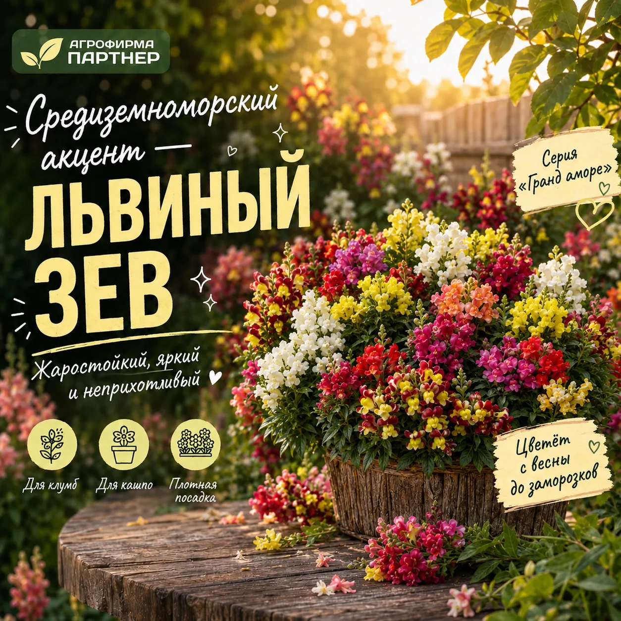 🦁 ЦВЕТОК СО СРЕДИЗЕМНОМОРСКИМ ХАРАКТЕРОМ — ЛЬВИНЫЙ ЗЕВ