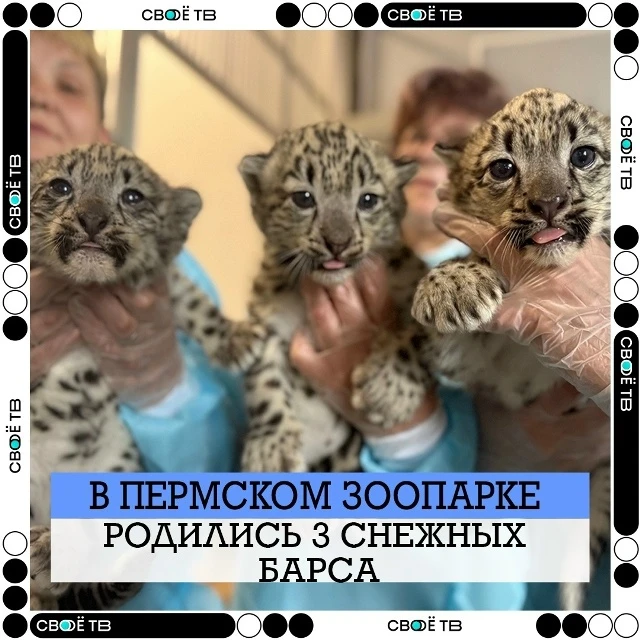 🐾 В Пермском зоопарке родились 3 снежных барса
⠀
У пары ирбисов Аксу и Снежка снова пополнение. У н