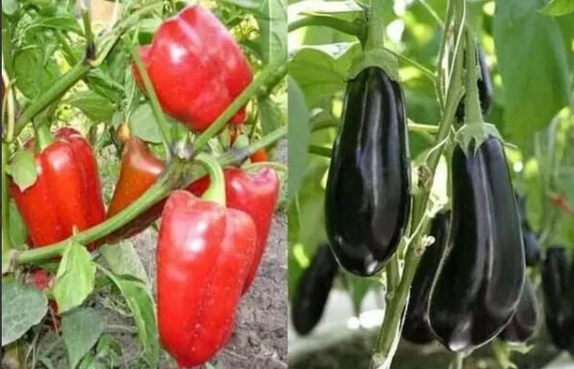 Баклажаны и перец: стоит ли сажать рядом? 🌶🍆

Баклажаны и перец можно сажать рядом, так как они от