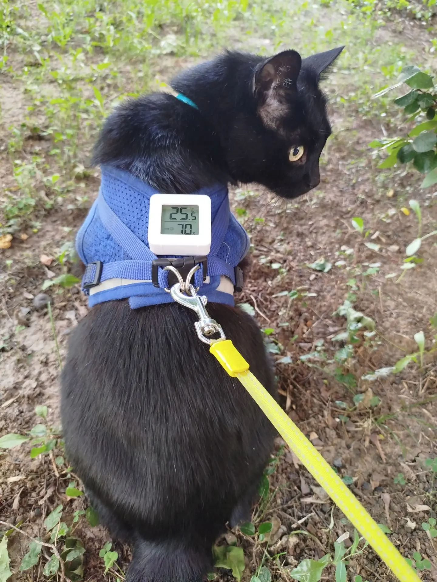 Коротко о погоде 🐾👣