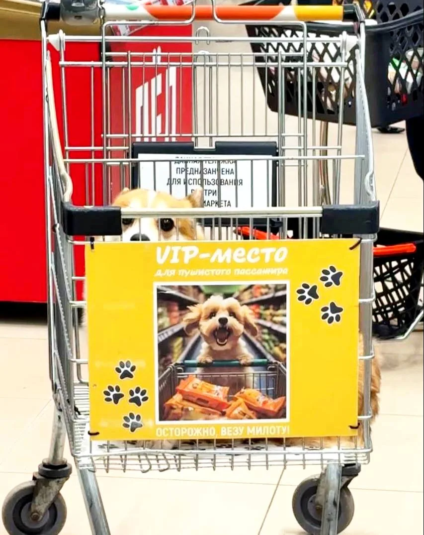 🐕В «Глобусе» появились VIP-места для пушистых покупателей.