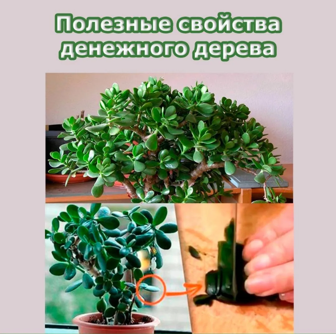 У многих растет это денежное дерево в комнате в надежде, что оно даст вам денежный прил...