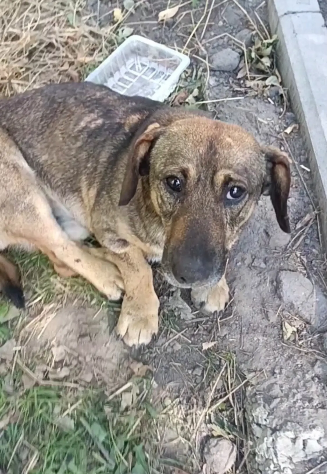 🐕 В Ростовской области спасают пса с тяжелыми травмами задних лап