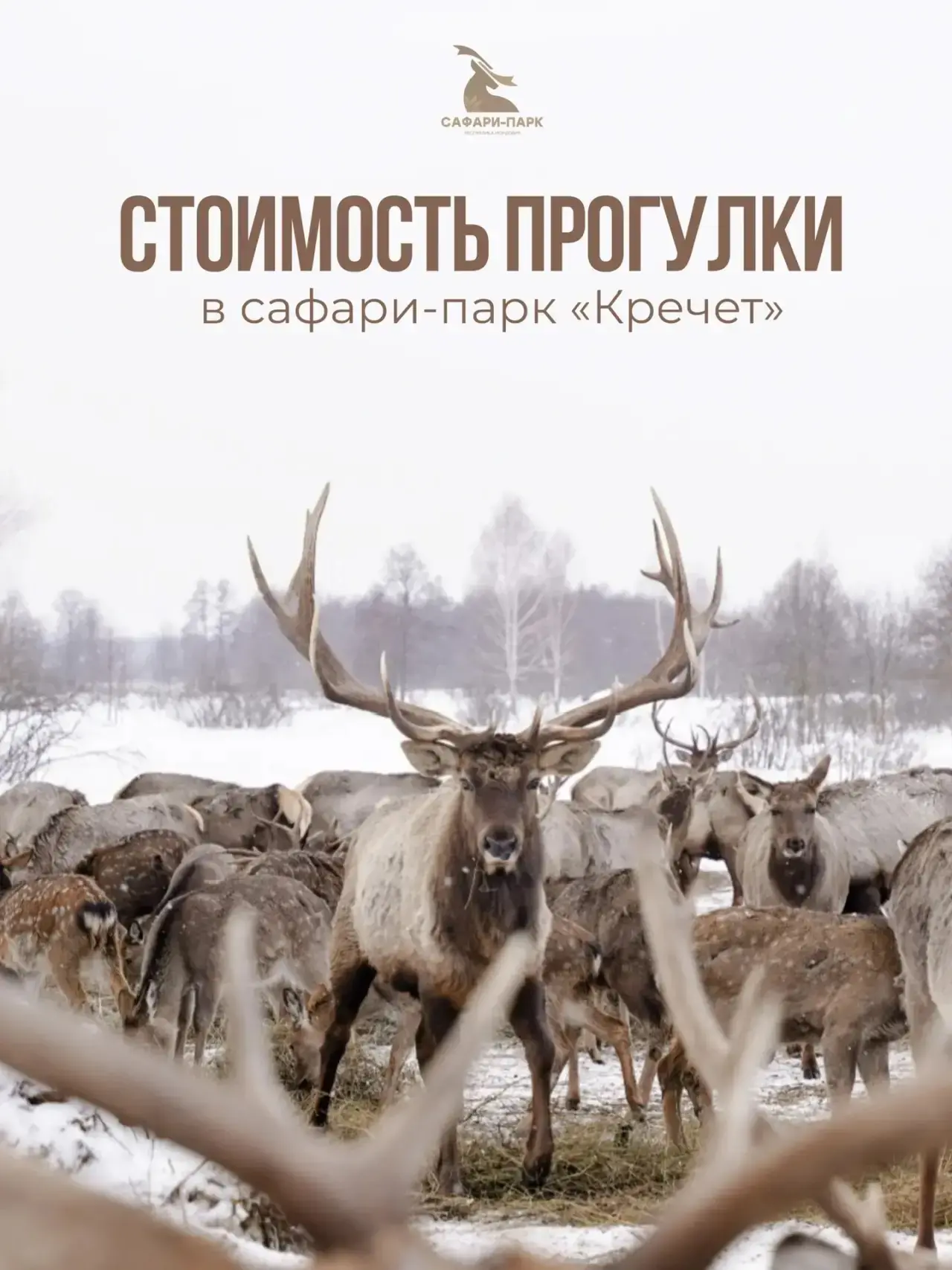 СТОИМОСТЬ ПОСЕЩЕНИЯ САФАРИ-ПАРКА «КРЕЧЕТ» В 2026 ГОДУ 🦌🌿

Погрузитесь в мир дикой природы на расст