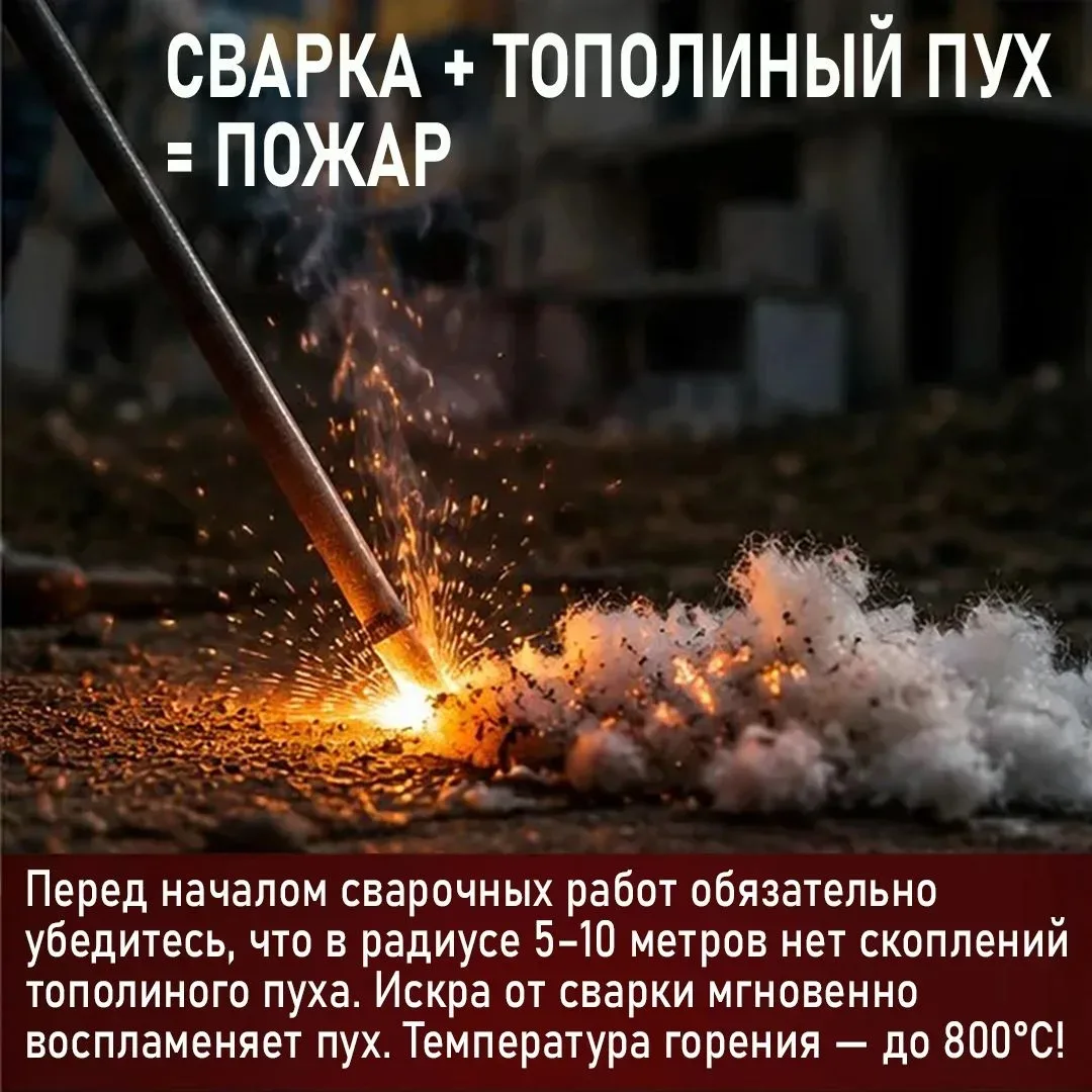 Тополиный пух — это не просто летняя «снежная буря», это источник опасности!
