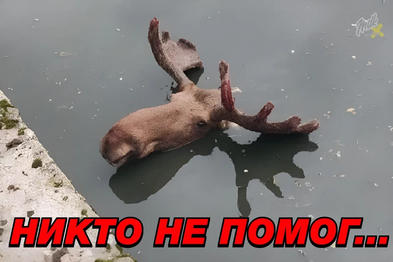 😔 В Щеглово погиб лось, провалившийся в отстойник очистных сооружений