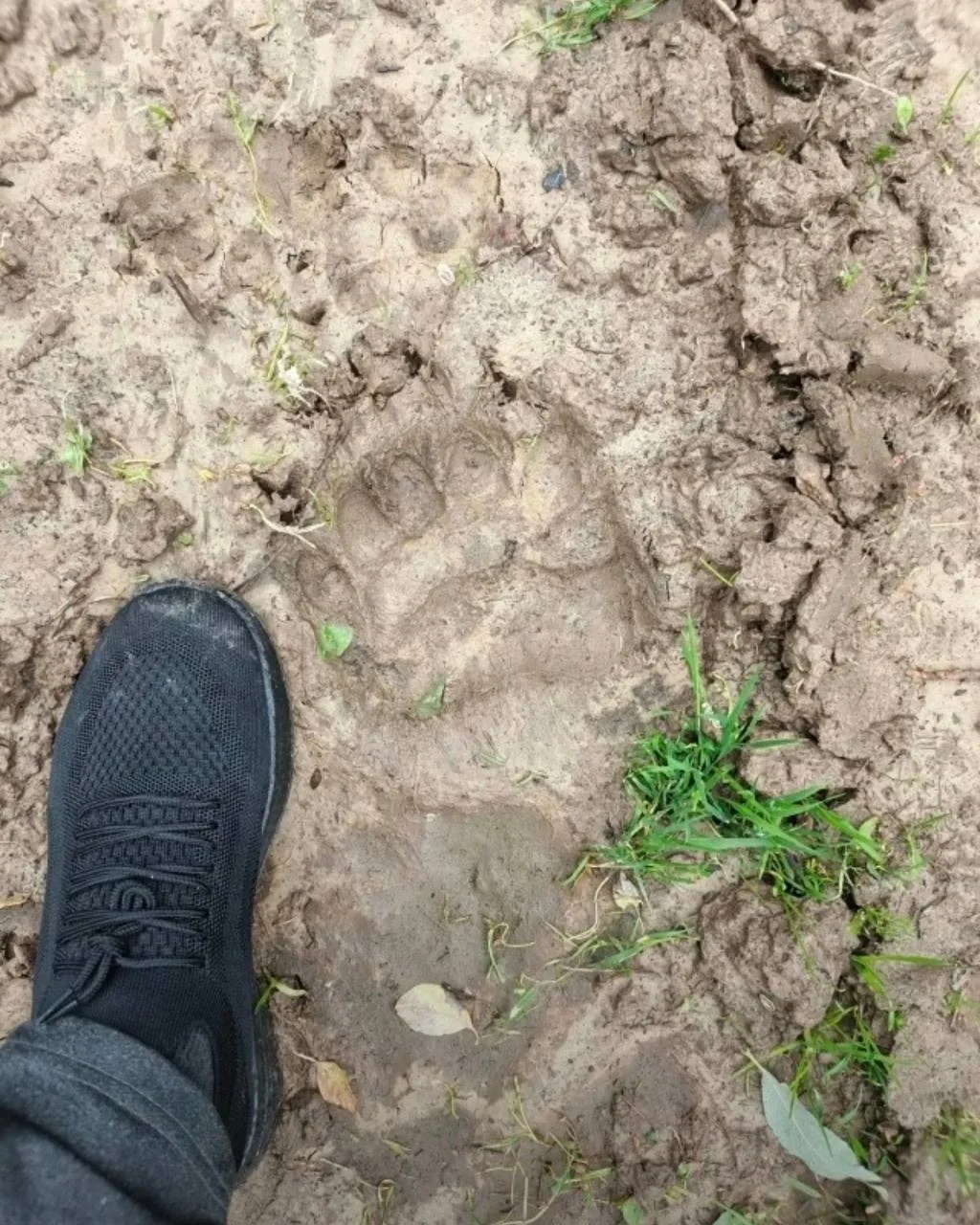 🐻 На улице Новая в поселке Высокое Торжокского района жители заметили следы медведя.
