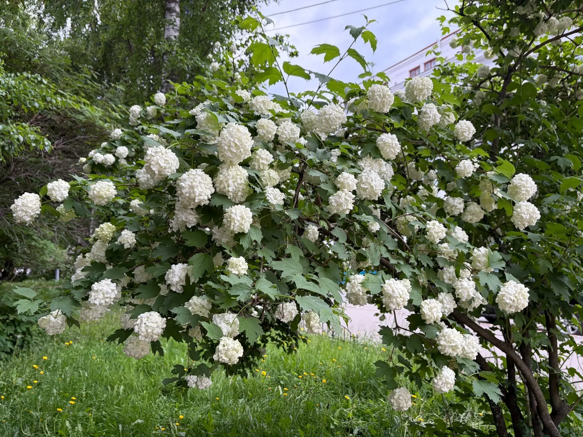 Доброе утро, регион!🌸

Сегодня 16 июня. Погода приготовила сюрпризы: облачно, дождь, местами ливень