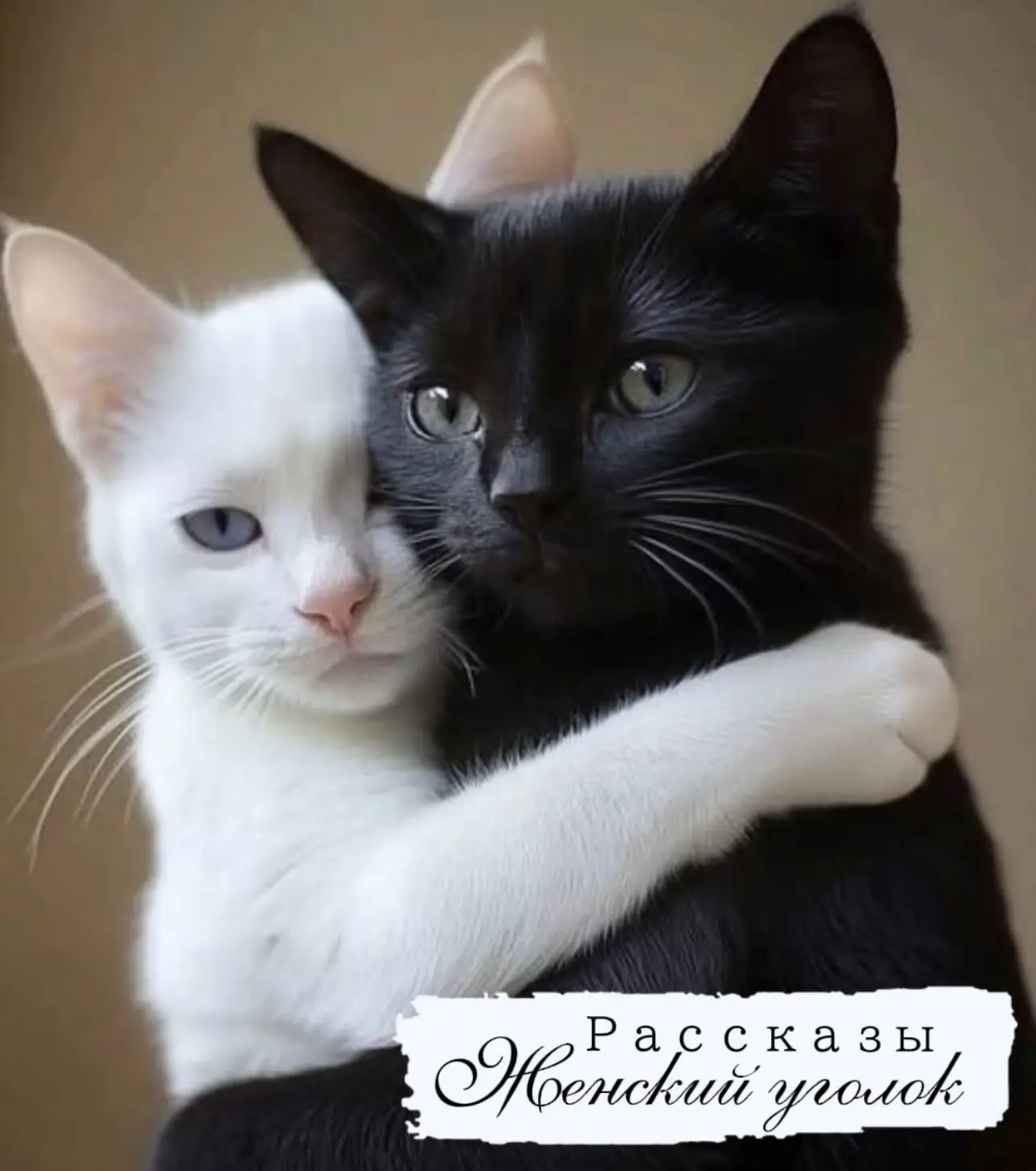 Одна женщина ходит к нам в клинику каждую весну-лето. Каждый раз она приносит котят, вс...