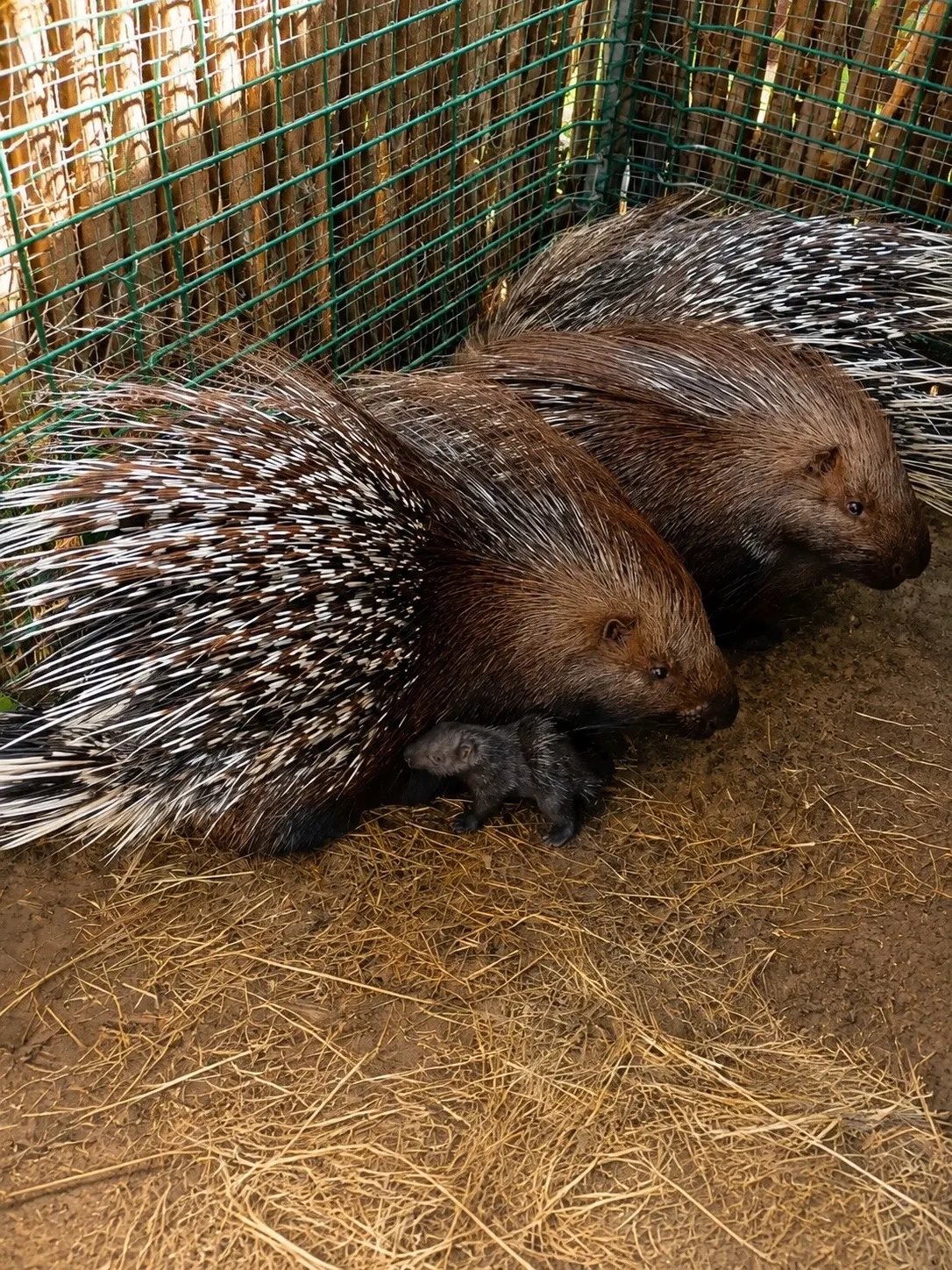 🦔 У нас снова радостная новость! 🥰
