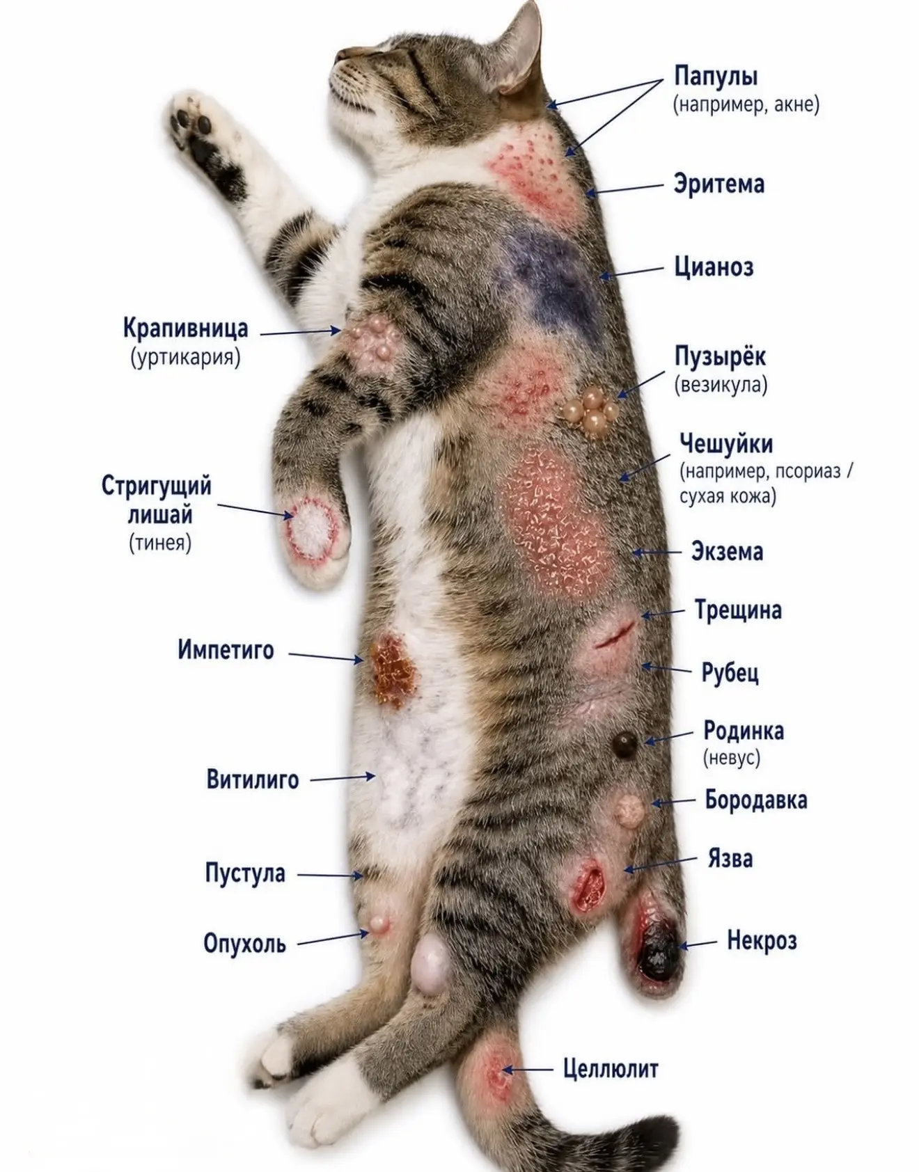 🐟Омега - 3 в рационе