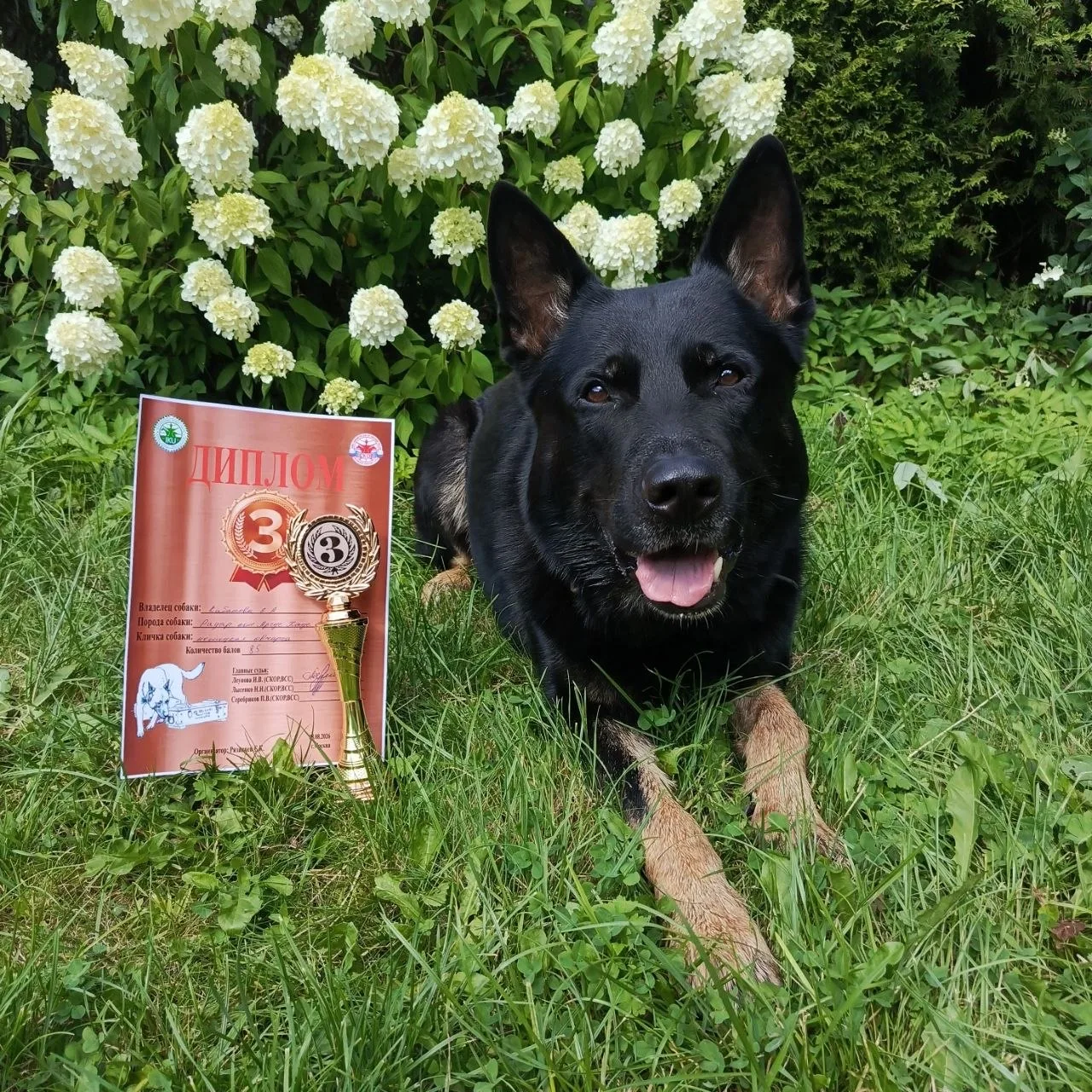 От пациента клиники — к призёру соревнований 🥉🐾