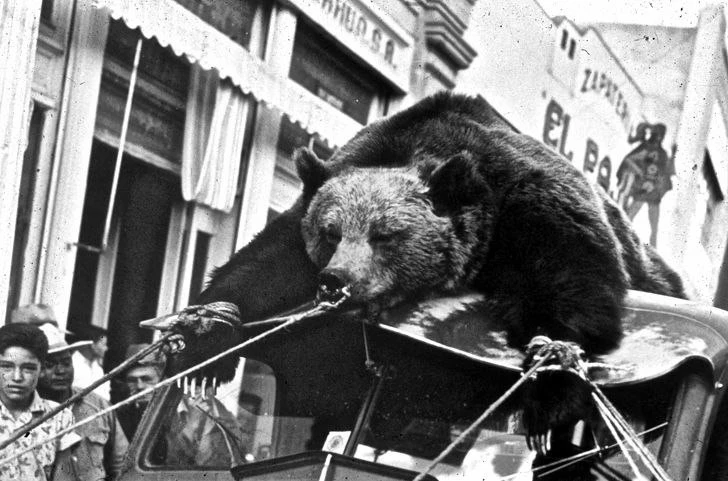 Последнего мексиканского медведя гризли демонстрируют публике, Мексика, 1954 год.