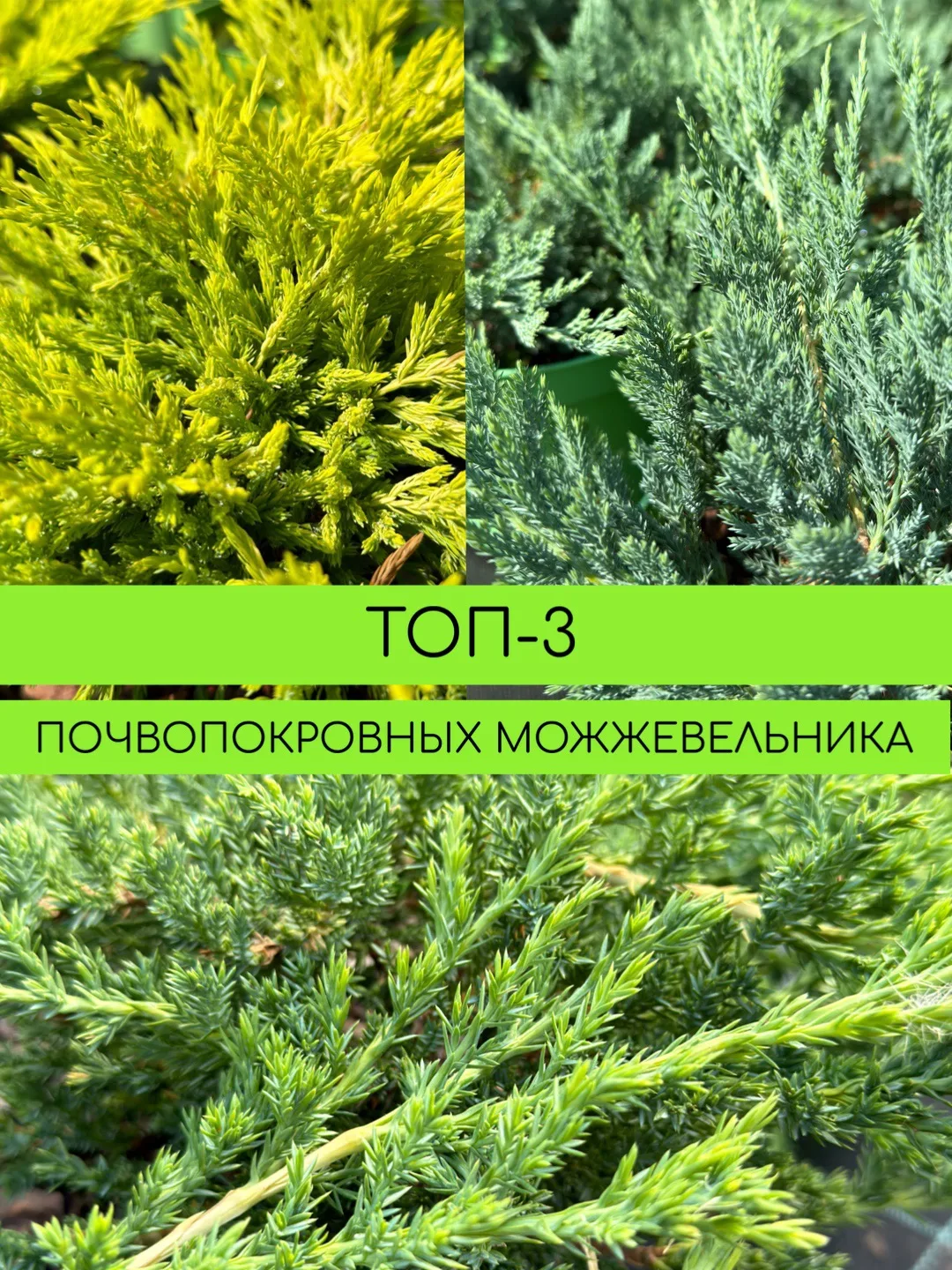 💚ТОП-3 Почвопокровных Можжевельника!

Красивый сад — это не только деревья, цветы и кустарники, но 