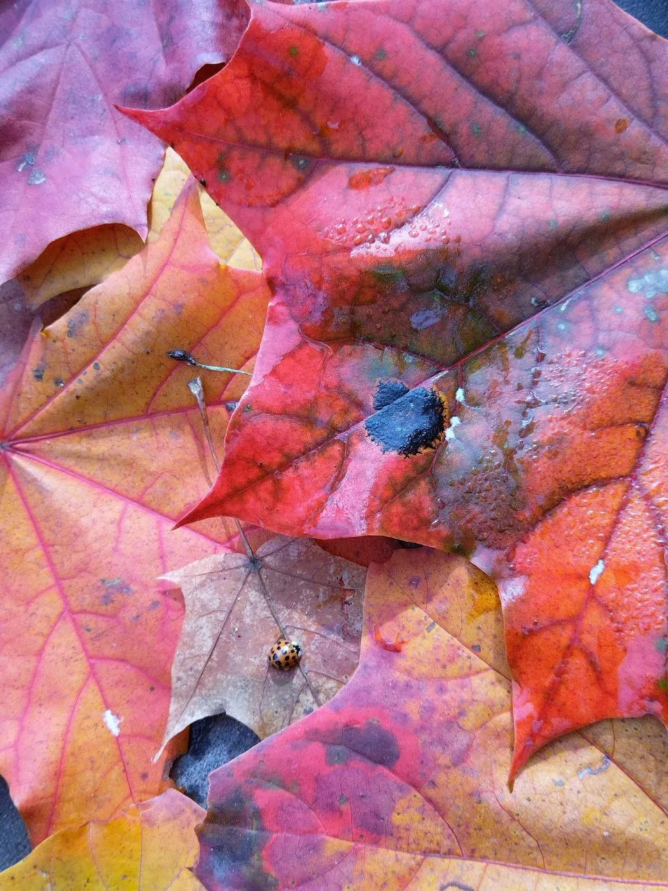Подборка осенних кадров с Херсонской от подписчика. 🍂