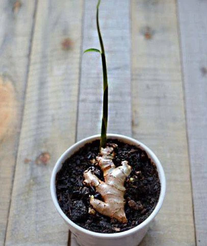 Как вырастить имбирь на подоконнике 🌱

🌿 Имбирь — популярное и полезное растение. Помогает от гель