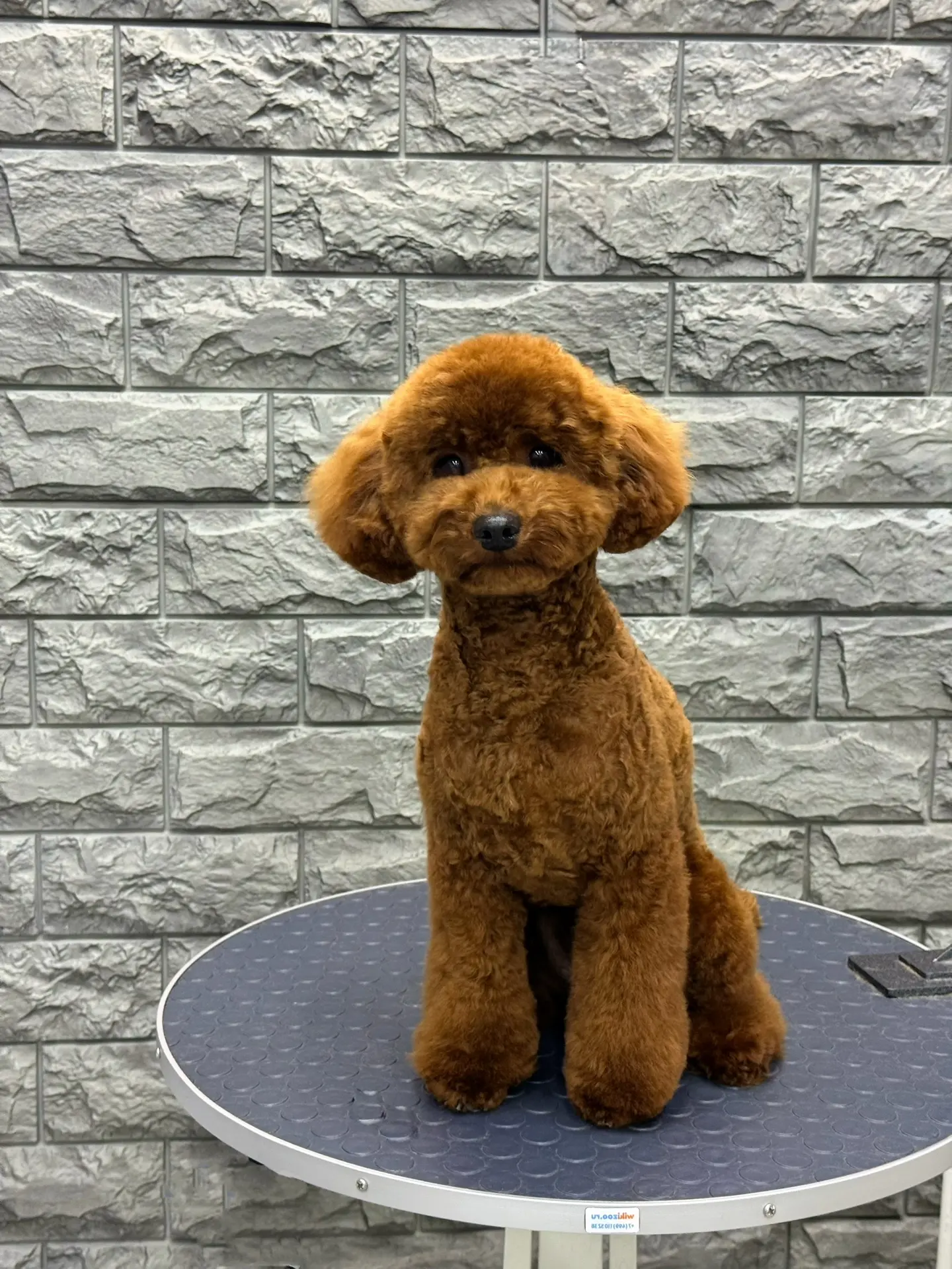 Пудель Миша 🧸