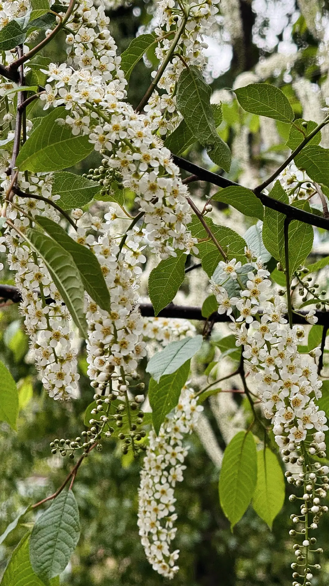 С Днём Великой Победы 🙏🏼🕊️
