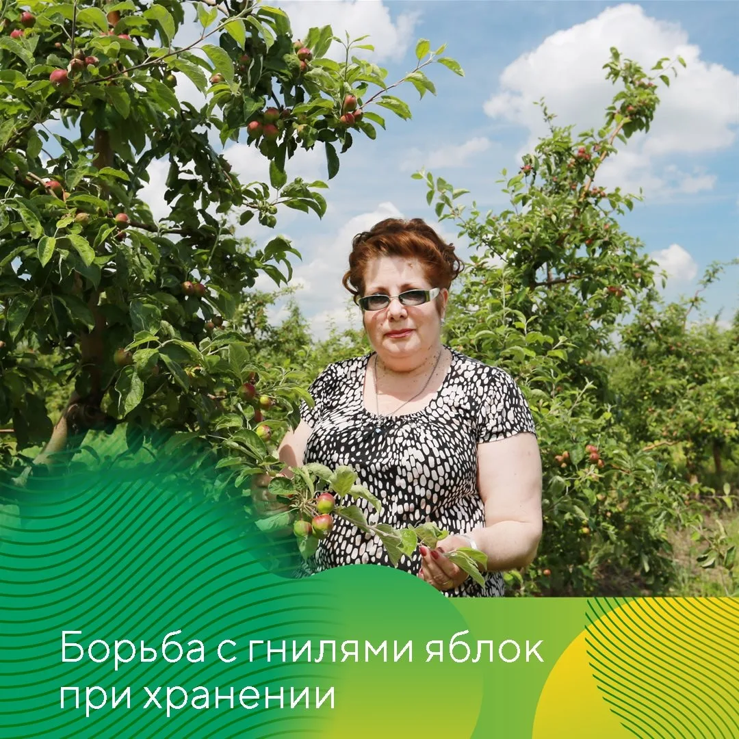 О гнилях яблок при хранении и эффективности препаратов «Августа» при их контроле расска...