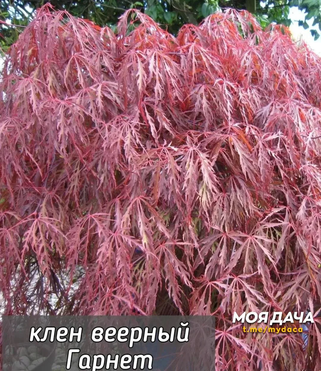 Клён веерный 🍁  Изящное дерево или кустарник, высоко ценимое в ландшафтном дизайне за красивую форму