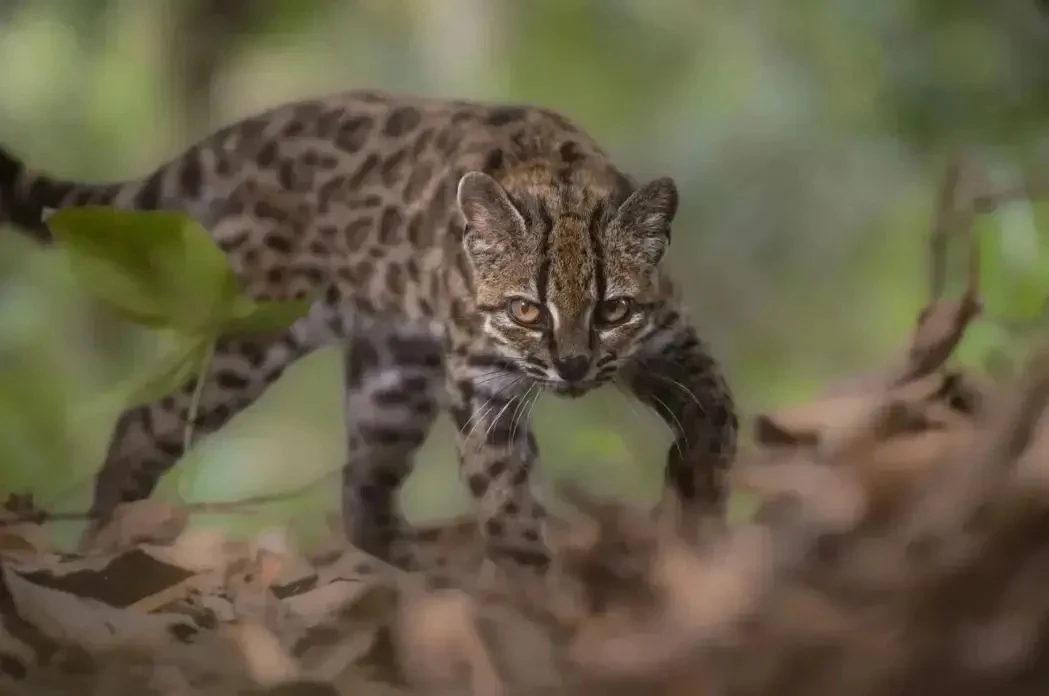 Впервые за 100 лет был открыт новый вид дикой кошки: Leopardus tilcayo!