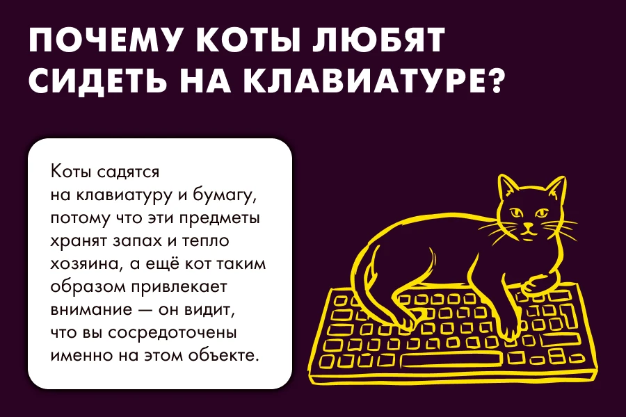 #ХвостатыеФакты: почему коты любят сидеть на бумаге/клавиатуре?

Вы когда-нибудь замечали, что стоит