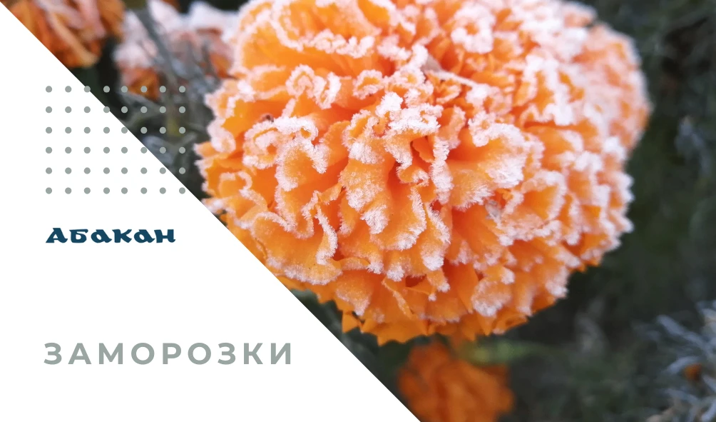 По Республике Хакасия с 5 по 7 сентября 2026 года местами ожидаются заморозки до -3°С в...