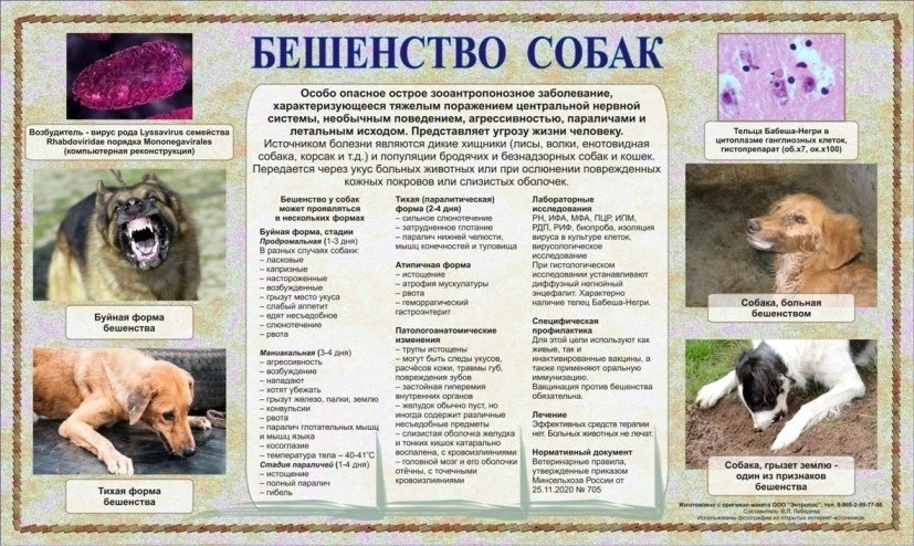Бешенство: смертельная опасность, которую можно предотвратить 🐾

Бешенство (гидрофобия) — это остро